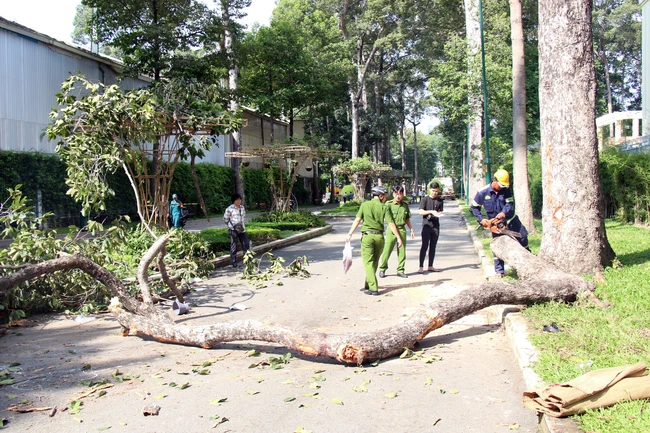 Vụ nhánh cây lớn bất ngờ gãy: Xác định 2 người tử vong, 3 người bị thương - Ảnh 1.